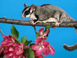 Cover of the book Sugar Gliders for Beginners by Will Keller