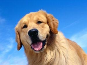 bigCover of the book Golden Retriever Care for Beginners by 