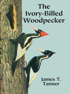 Cover of the book The Ivory-Billed Woodpecker by Daniel E. Rosner