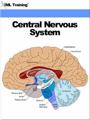 Cover of Central Nervous System (Human Body)