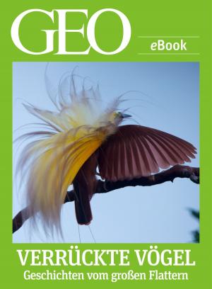 Cover of the book Verrückte Vögel: Geschichten vom großen Flattern (GEO eBook) by GEO Magazin
