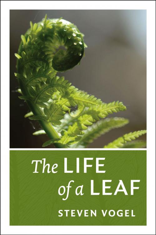 Cover of the book The Life of a Leaf by Steven Vogel, University of Chicago Press