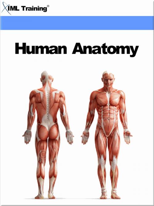 Cover of the book Human Anatomy (Human Body) by , IML Training