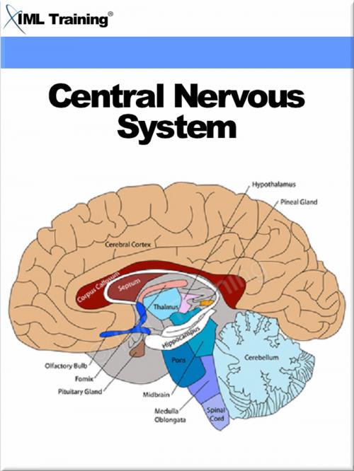 Cover of the book Central Nervous System (Human Body) by , IML Training