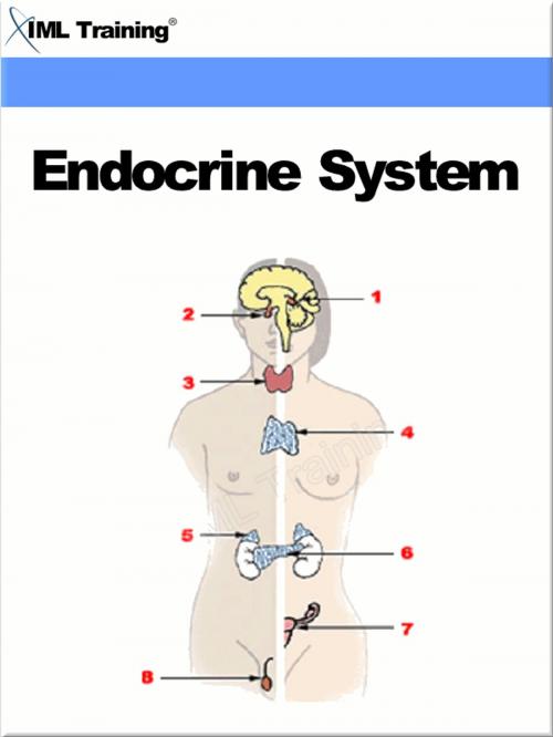 Cover of the book Endocrine System (Human Body) by , IML Training