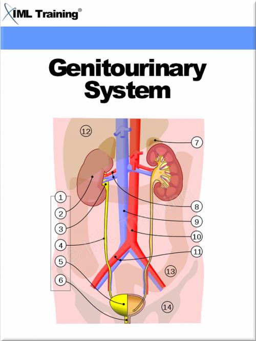 Cover of the book Genitourinary System (Human Body) by , IML Training