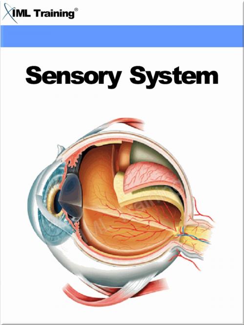 Cover of the book Sensory System (Human Body) by , IML Training