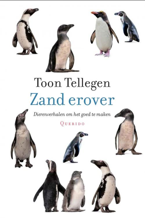 Cover of the book Zand erover by Toon Tellegen, Singel Uitgeverijen
