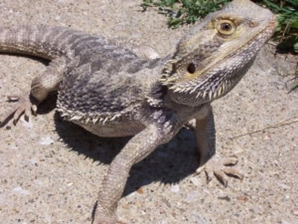 Big bigCover of Bearded Dragon Care for Beginners