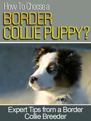 Cover of the book How To Choose a Border Collie Puppy by Lisa Manzione