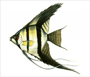 Cover of the book A Beginners Guide to Angelfish Care by Grady Caldwell