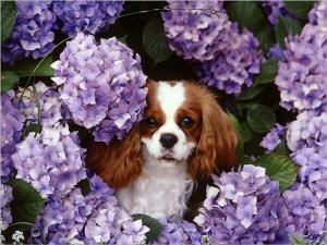 Cover of the book Cavalier King Charles Spaniels for Beginners by Victor Marlish