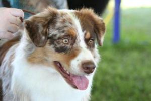 bigCover of the book A Beginners Guide to Australian Shepherds by 