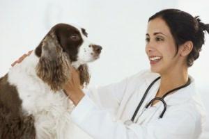 Cover of the book How to Become a Veterinarian by Benita Kassay