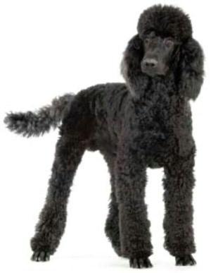 Book cover of Standard Poodles for Beginners