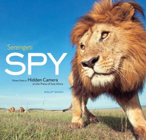 Cover of the book Serengeti Spy by Rachel Federman