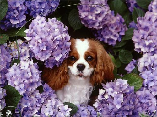 Cover of the book Cavalier King Charles Spaniels for Beginners by Sara Fitzgerald, Axel Publishing