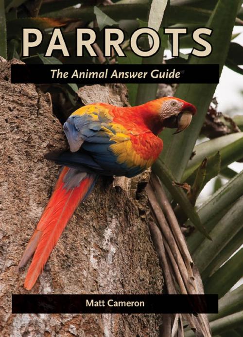 Cover of the book Parrots by Matt Cameron, Johns Hopkins University Press