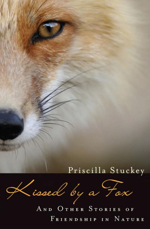 Cover of the book Kissed by a Fox by Priscilla Stuckey, Counterpoint Press
