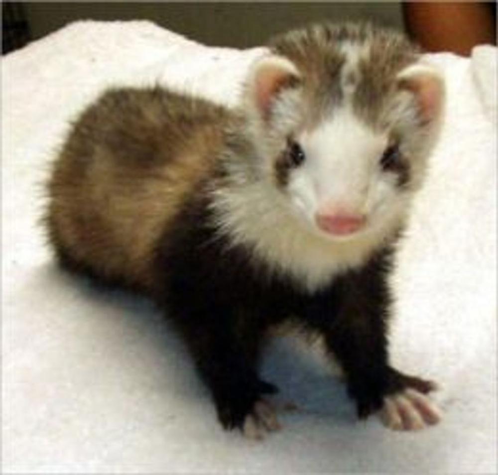 Big bigCover of How To Care For Your Pet Ferret