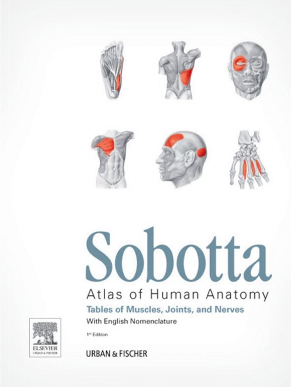 Big bigCover of Sobotta Tables of Muscles, Joints and Nerves, English