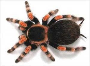 Book cover of How to Care for a Tarantula