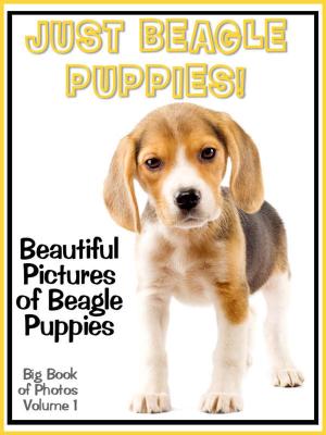 Book cover of Just Beagle Puppy Photos! Big Book of Beagle Puppies Photographs & Adorable Pictures, Vol. 1