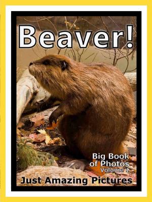 Cover of Just Beaver Photos! Big Book of Photographs & Pictures of Beavers, Vol. 1