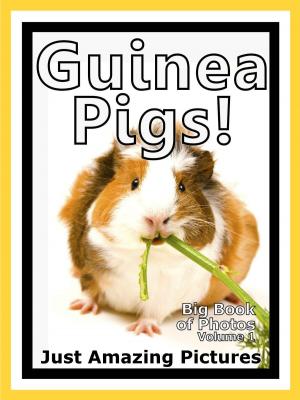 bigCover of the book Just Guinea Pig Photos! Big Book of Photographs & Pictures of Guinea Pigs, Vol. 1 by 