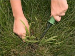 bigCover of the book How To Get Rid of Crabgrass by 