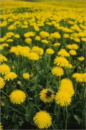 Cover of the book How To Get Rid of Dandelions by Istvan Kovak