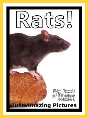 Cover of the book Just Rat Photos! Big Book of Photographs & Pictures of Rats, Vol. 1 by Big Book of Photos