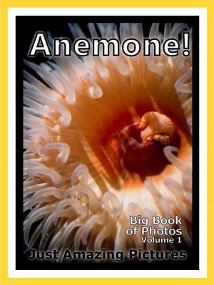 Book cover of Just Sea Anemone Photos! Big Book of Photographs & Pictures of Under Water Ocean Sea Anemones, Vol. 1