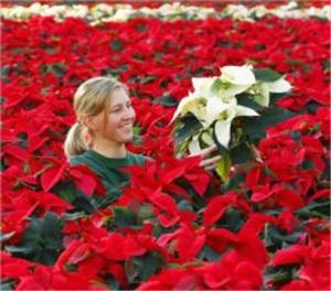 Cover of the book How to Grow a Poinsettia by Jessica Reagan