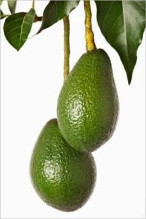 Book cover of How to Grow Avocado Trees