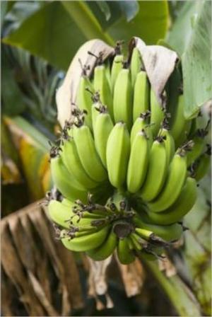 Cover of the book How to Grow Bananas by Debra Kettner