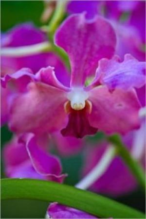 Cover of the book How to Grow Orchids by Irene Becker