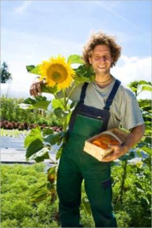 Cover of the book How to Grow Sunflowers by Patsy Loski
