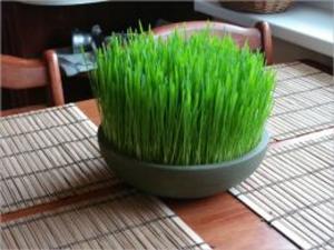 Cover of the book How to Grow Wheatgrass by Bo Hess