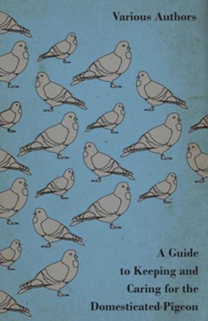 Cover of the book A Guide to Keeping and Caring for the Domesticated Pigeon by Various