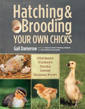 Book cover of Hatching & Brooding Your Own Chicks
