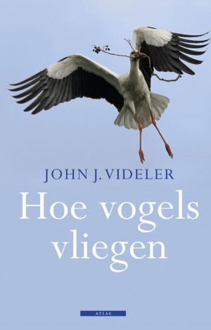 Cover of the book Hoe vogels vliegen by Ivo van Vulpen