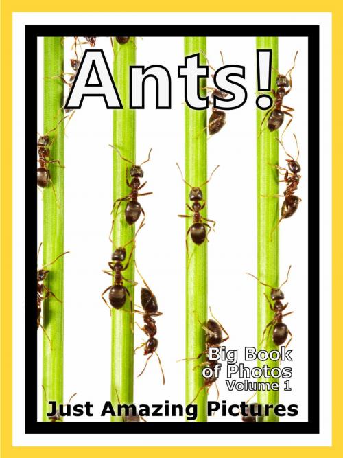 Cover of the book Just Ant Colony Photos! Big Book of Photographs & Pictures of Ants and Ant Colonies, Vol. 1 by Big Book of Photos, Big Book of Photos