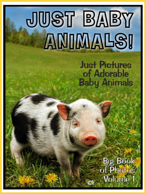 Cover of the book Just Baby Animal Photos! Big Book of Baby Animal Photographs & Pictures by Big Book of Photos, Big Book of Photos