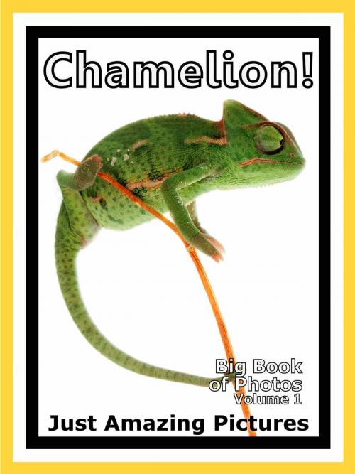 Cover of the book Just Chamelion Lizard Photos! Big Book of Photographs & Pictures of Chamelions Lizards, Vol. 1 by Big Book of Photos, Big Book of Photos