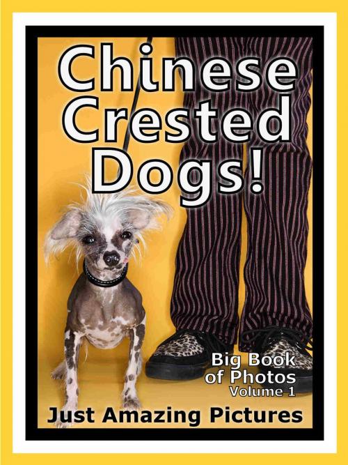 Cover of the book Just Chinese Crested Dog Photos! Big Book of Photographs & Pictures of Chinese Crested Dogs, Vol. 1 by Big Book of Photos, Big Book of Photos
