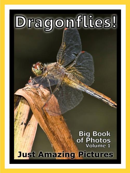 Cover of the book Just Dragonfly Photos! Big Book of Photographs & Pictures of Dragonflies, Vol. 1 by Big Book of Photos, Big Book of Photos