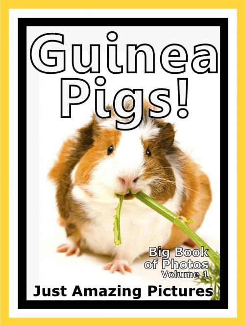 Cover of the book Just Guinea Pig Photos! Big Book of Photographs & Pictures of Guinea Pigs, Vol. 1 by Big Book of Photos, Big Book of Photos