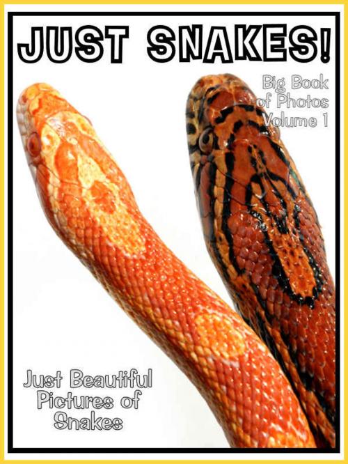 Cover of the book Just Snake Photos! Big Book of Snake Photographs & Pictures Vol. 1 by Big Book of Photos, Big Book of Photos