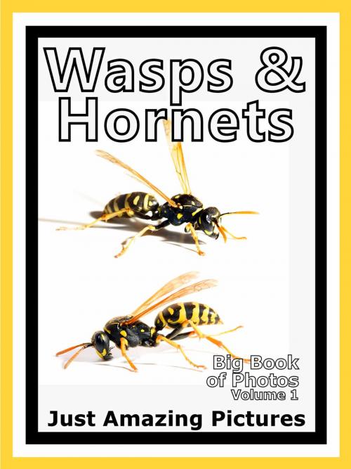 Cover of the book Just Wasp & Hornet Insect Photos! Big Book of Photographs & Pictures of Wasps & Hornets Insects, Vol. 1 by Big Book of Photos, Big Book of Photos